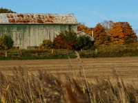 23182RoCrLe - Autumn farm along Taunton Road   Each New Day A Miracle  [  Understanding the Bible   |   Poetry   |   Story  ]- by Pete Rhebergen